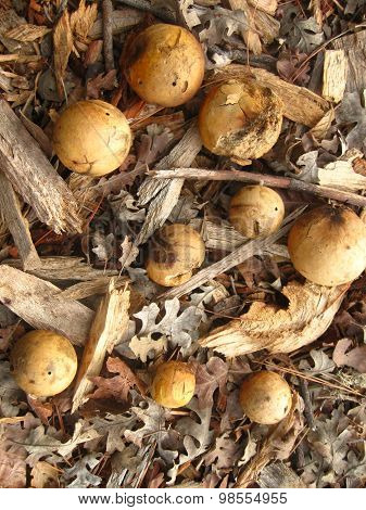 a group of various sized oak galls,oak leaves and twigs on the forest floor of Thousand Oaks Park in San Jose, California