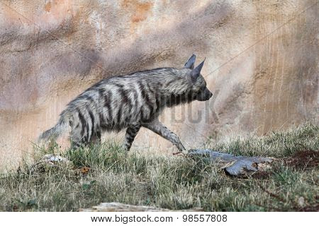 Striped hyena (Hyaena hyaena). Wild life animal. 