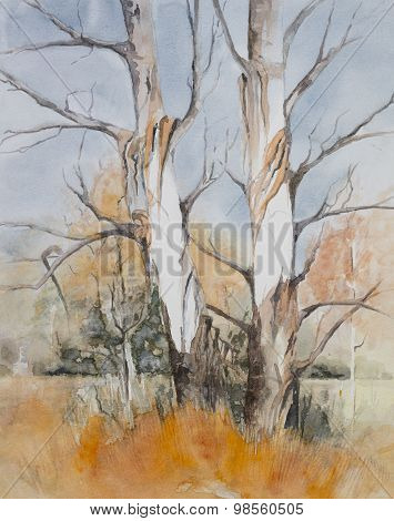 Trees in a forrest during winter