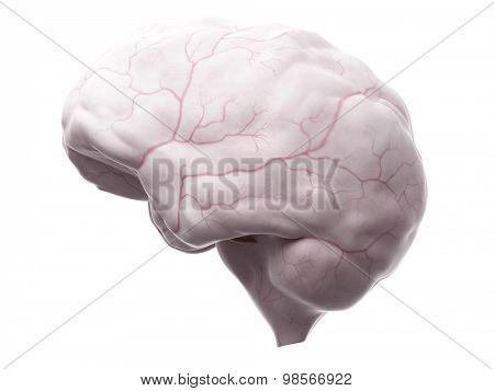 medically accurate illustration of the dura mater