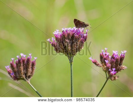 Purpletop Vervain With Skipper