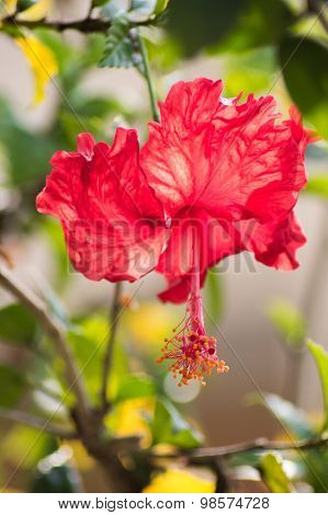 Red Hibiscus Flower