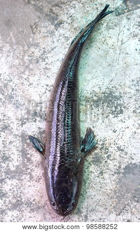 Snakehead Fish On Cement Background