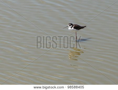 Black-necked stilt, Himantopus mexicanus
