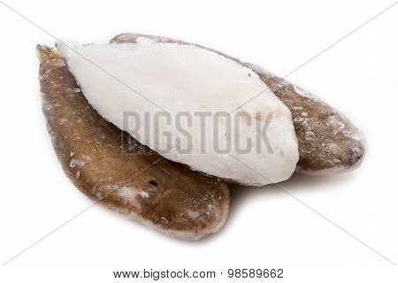 Fresh Sole Fish On White Background