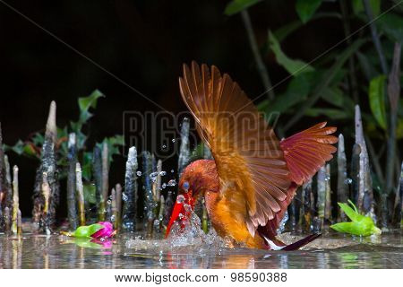 Ruddy Kingfisher