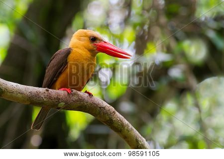 Brown-winged Kingfisher