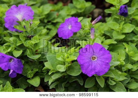 Purple Petunia flower 