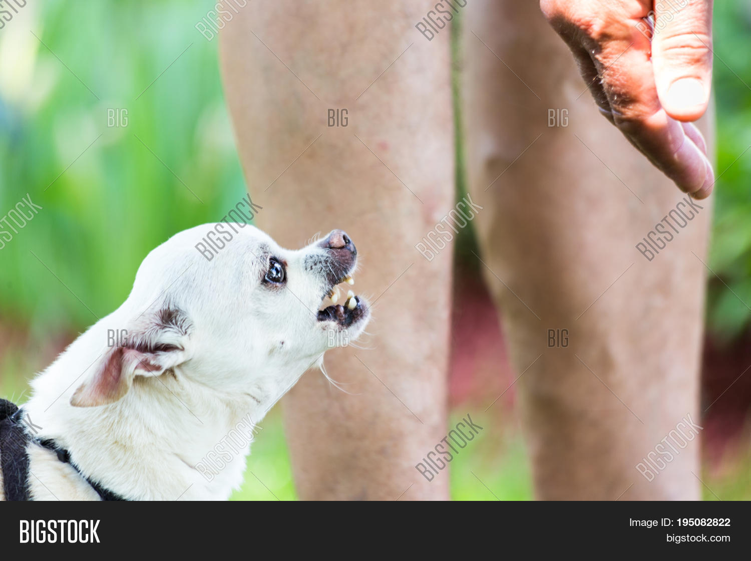 Will Big Dogs Attack Small Dogs