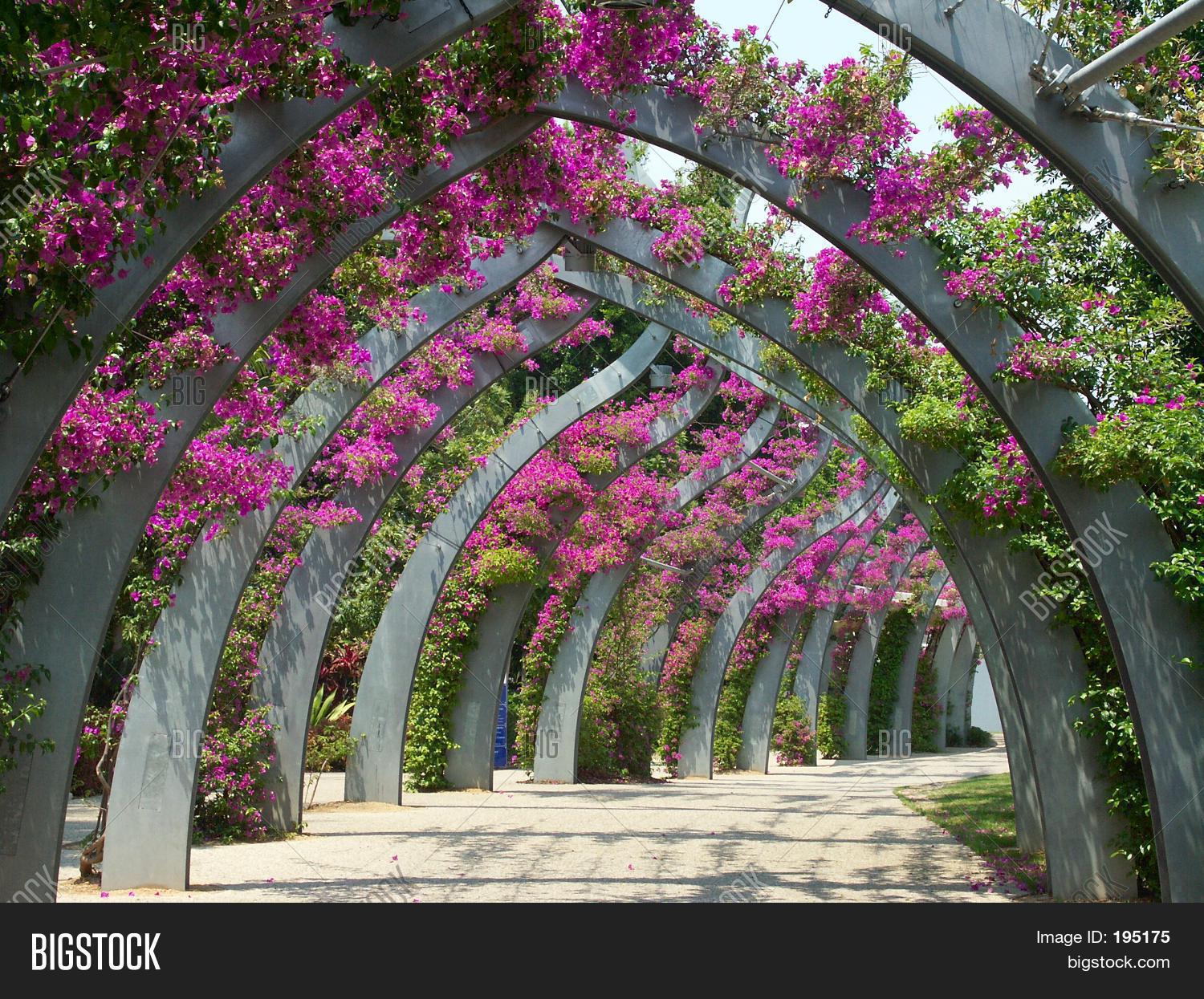 Arbor Walkway Image & Photo Bigstock