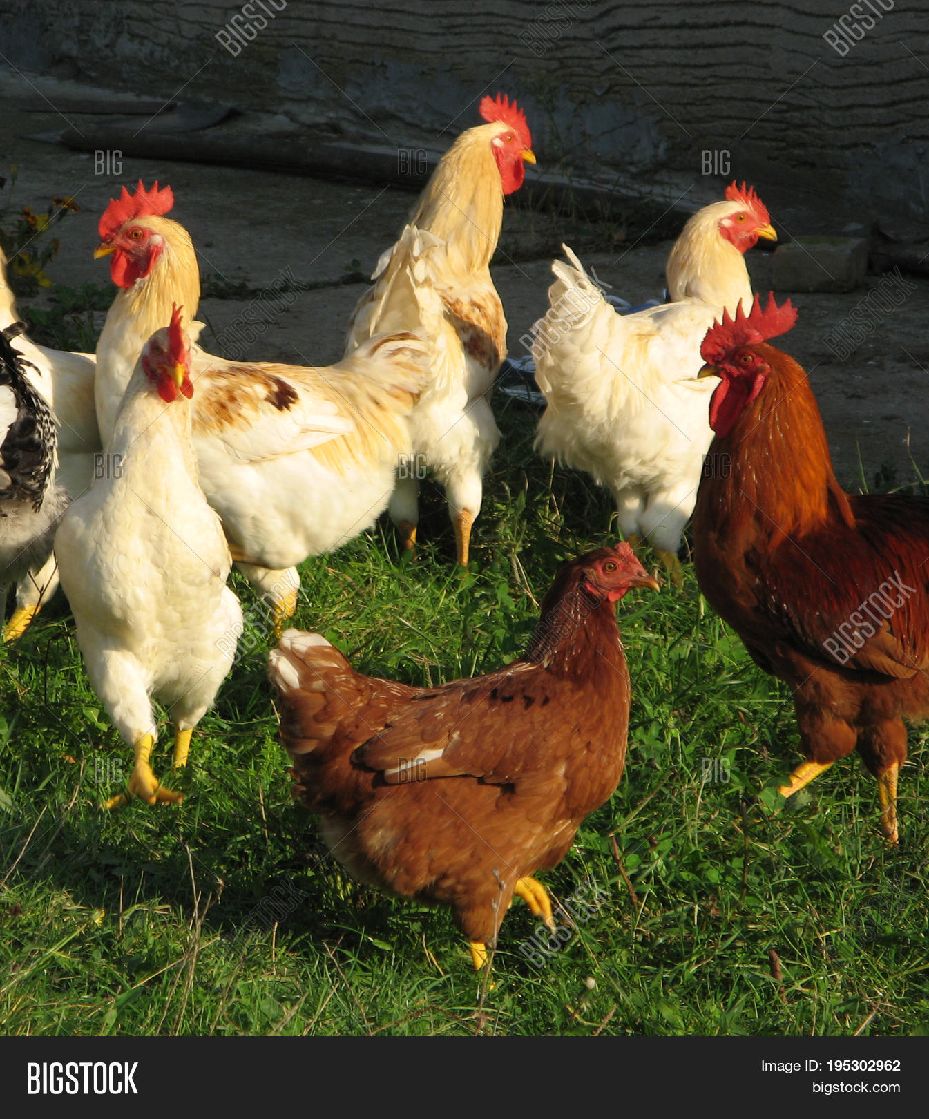 Poultry Group Image & Photo (Free Trial) Bigstock