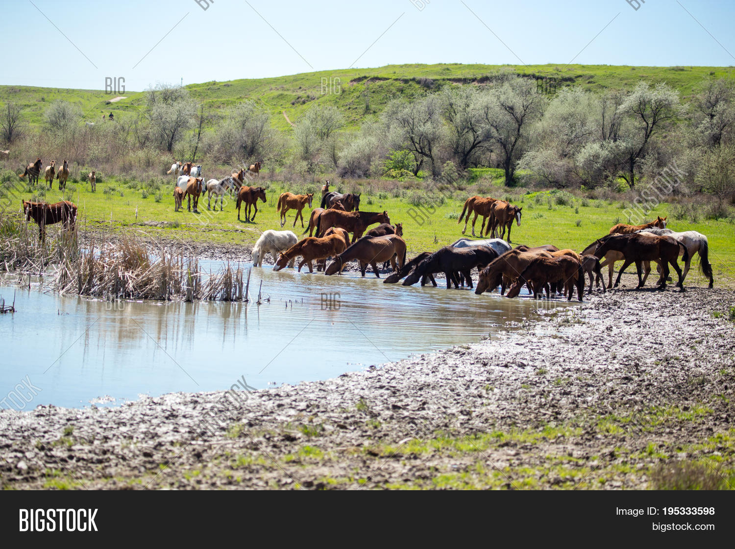 Horse On Watering Image & Photo (Free Trial) Bigstock