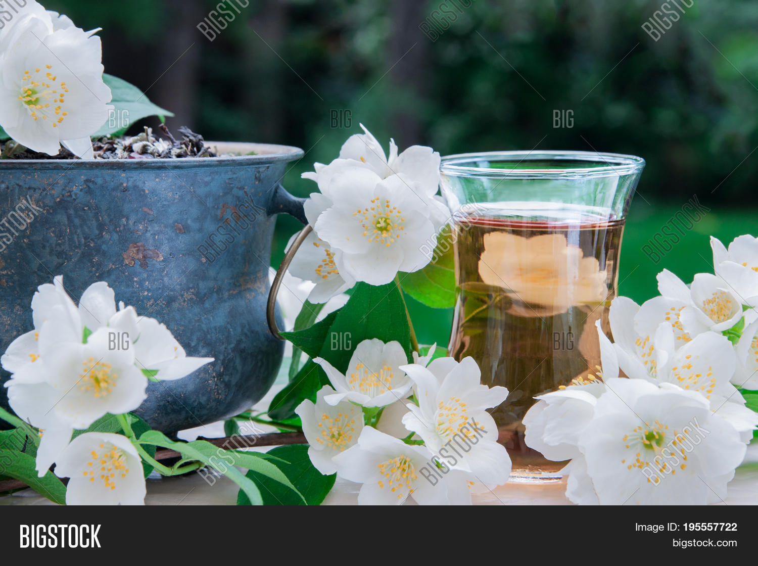 White Jasmine Tea Image & Photo (Free Trial) Bigstock