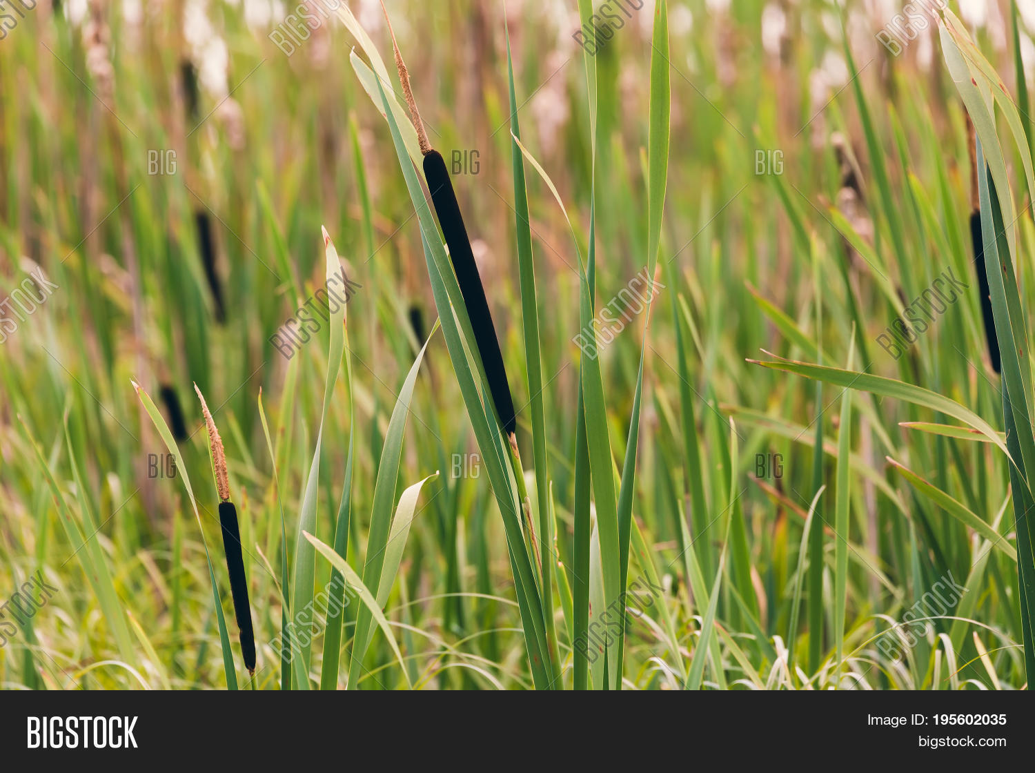 Reeds Pond Summer Image & Photo (Free Trial) Bigstock