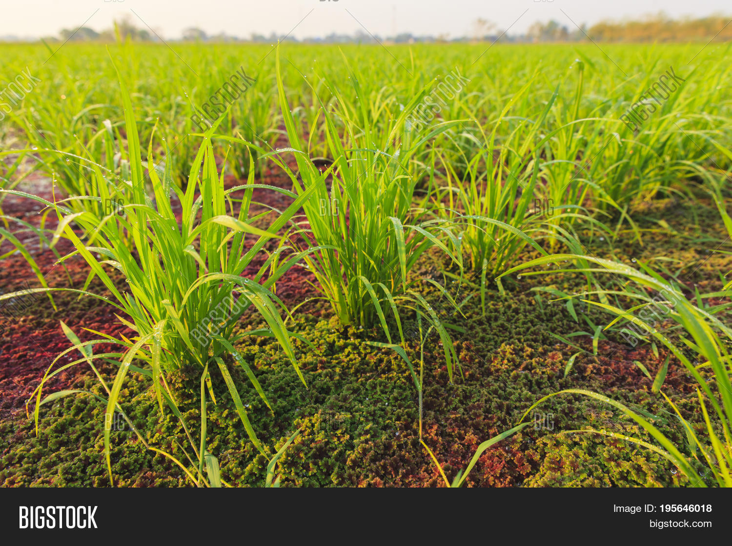 Imagen Y Foto Rice Plant Mosquito prueba Gratis Bigstock