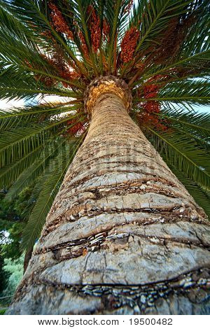 Palm tree stammen bark och blad ser uppåt fastställande och avkoppling i tropiskt paradis palm ba