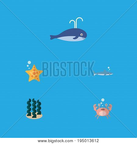 Flat Icon Sea Set Of Sea Star, Cachalot, Cancer And Other Vector Objects. Also Includes Starfish, Humpback, Gray Elements.