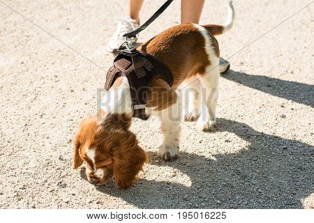 Middle aged woman taking a cute English Springer Spaniel puppy for a walk on gravel