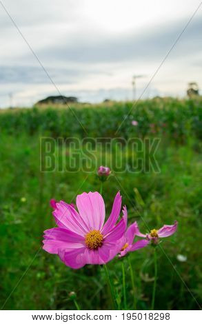 Colorful cosmos flowers with warm light in the morning.