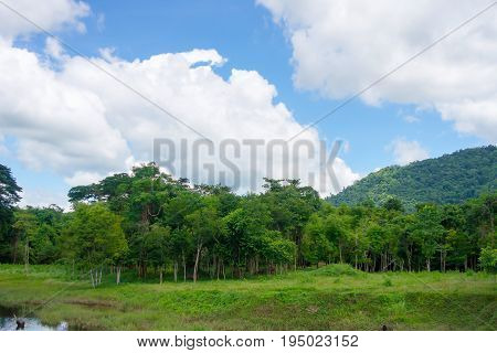 Water tree and sky with white cloud cover.
