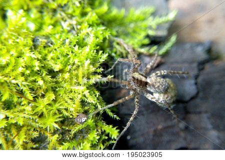 Spider on green moss bright light of the sun in the forest macro macrophoto blurred background