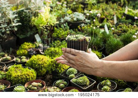 Choosing the succulents in pots for a rocky garden