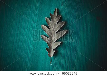 Oak tree leaf on green wooden background. Texture and background of oak leaves for designers. Macro view of leaf texture on wood background. Organic texture of green leaves.
