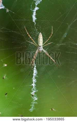 Spider with yellow and black dots. Argiope on the web.