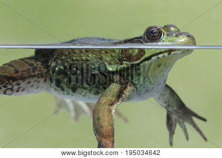 Close-up of a Green Frog (Rana clamitans) in a pond partially underwater