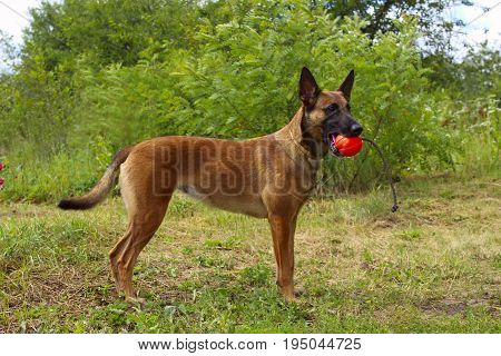 Belgian Shepherd Dog playing in the park. Shot of a dog playing with red ball. Dog playing. Dog walking in the park.