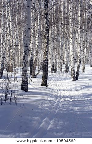 滑雪轨道在森林中