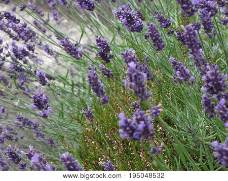 Beautiful lavender flowers grow in the natural park