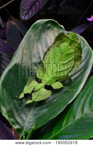A giant leaf insect sits on a plant leaf in the gardens looking for action.