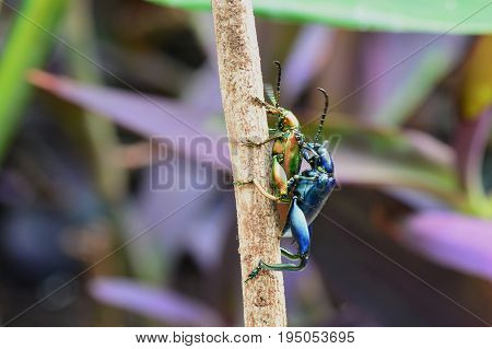 Frog legged leaf beetles aka Sagra bugueti found in the jungles of Southeast Asia.