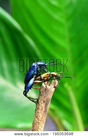 Frog legged leaf beetles aka Sagra bugueti found in the jungles of Southeast Asia.