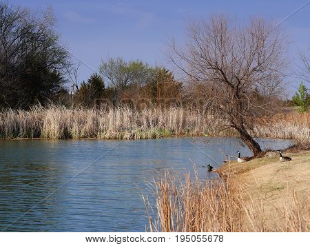 Dry grass and trees by the lakeside waiting for spring to come
Lakeside view of dry grass and trees without leaves, and ducks by the lakeside