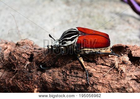 A giant Goliath beetle sits on a log in its environment.