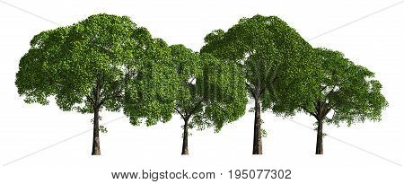 3D illustration trees row isolated on white, can be used for matte painting.