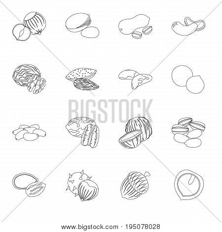 Hazelnut, pistachios, peanuts and other types of nuts.Different types of nuts set collection icons in line style vector symbol stock illustration.