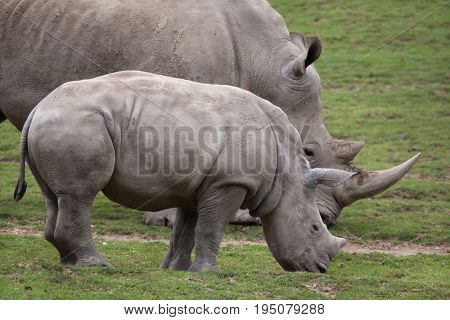 Southern white rhinoceros (Ceratotherium simum simum). Female rhino with its newborn baby.