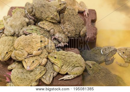 Asia frogs in outdoor pool, concept for article.