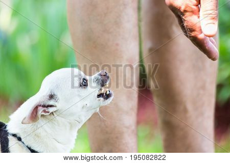 small dogs bite too. White chihuahua in attack mode shows teeth about to bite mans hand as he reaches down