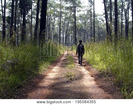 Pine forests on high mountain in Thailand. Thailand have a lot of tropical forests. A few areas that have pine forest