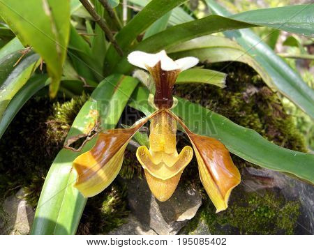 Splendid Paphiopedilum Slipper Orchid - Paphiopedilum insigne