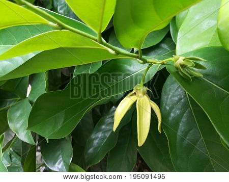 Ylang Ylang or Cananga blooming in a nature background