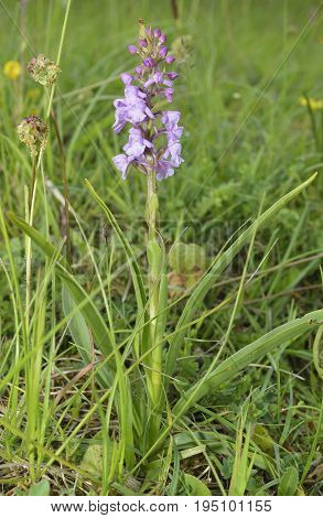 Common Fragrant Orchid
