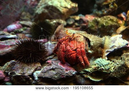 Hermit crab (Pagurus bernhardus) walking with his shell near an urchin
