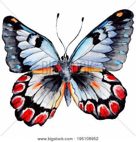 Exotic butterfly wild insect in a watercolor style isolated. Full name of the insect: butterfly. Aquarelle wild insect for background, texture, wrapper pattern or tattoo.