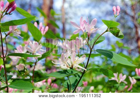 Gently pink flowers on a bush in the forest