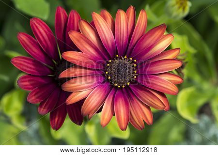 Two Osteospermum 'Elite Ruby' flowers in the garden. Primary focus on the centre heart of the flower with very shallow depth of field used leaving everything else soft and dreamy.